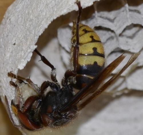 Vespa crabro